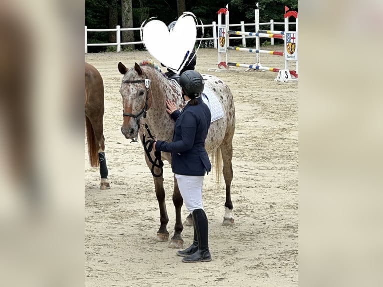 Meer warmbloeden Merrie 19 Jaar 156 cm Appaloosa in Beckingen