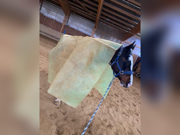 Meer warmbloeden Mix Merrie 19 Jaar 156 cm Gevlekt-paard in Elterlein