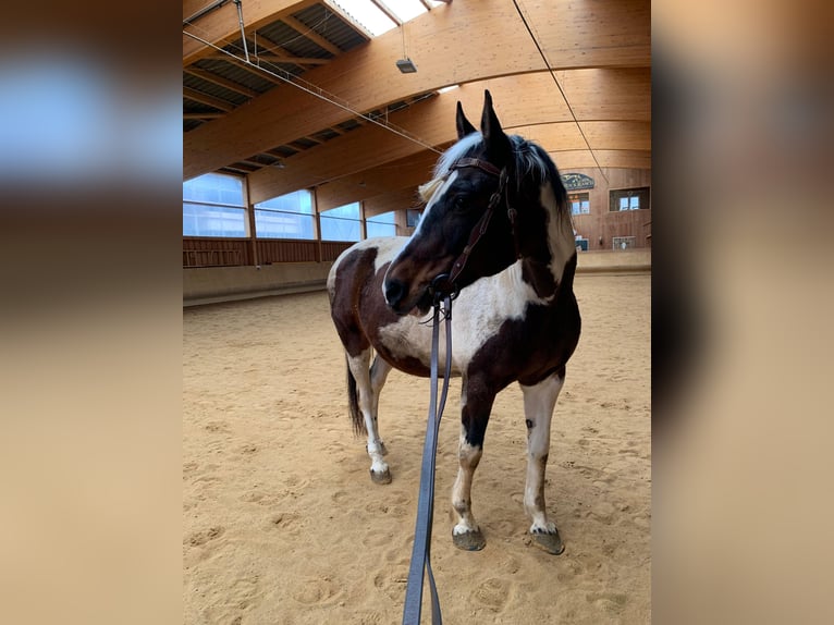 Meer warmbloeden Mix Merrie 19 Jaar 156 cm Gevlekt-paard in Elterlein