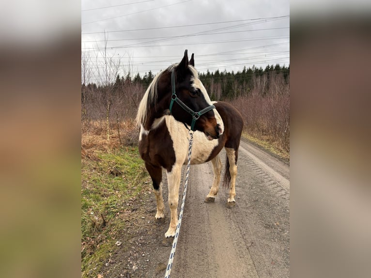 Meer warmbloeden Mix Merrie 19 Jaar 156 cm Gevlekt-paard in Elterlein