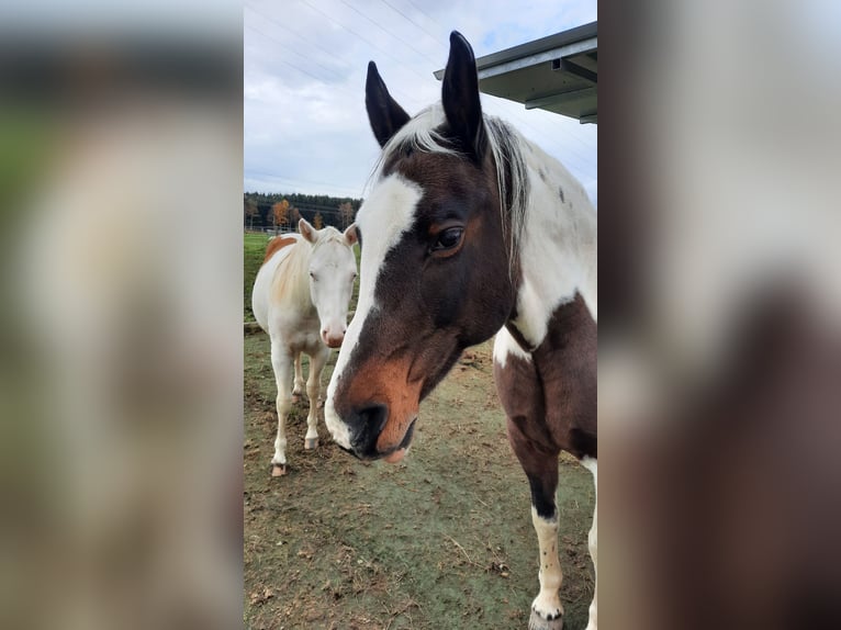 Meer warmbloeden Mix Merrie 19 Jaar 156 cm Gevlekt-paard in Elterlein