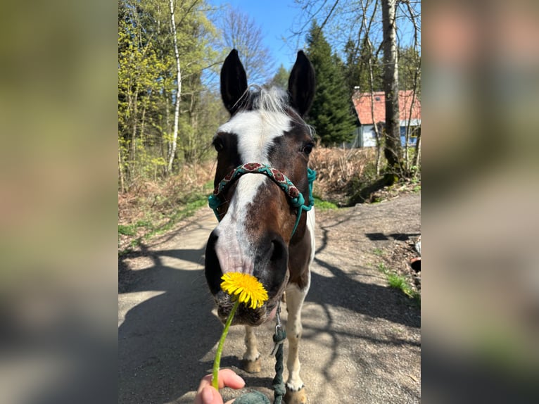 Meer warmbloeden Mix Merrie 19 Jaar 156 cm Gevlekt-paard in Elterlein