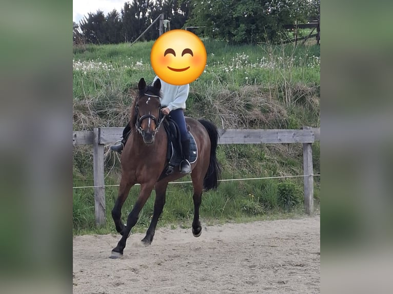 Meer warmbloeden Mix Merrie 19 Jaar 160 cm Bruin in Lasberg