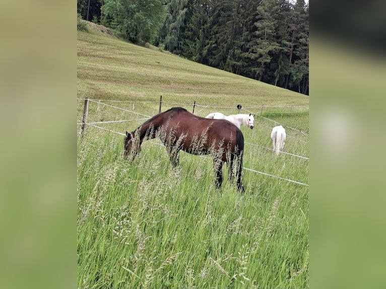 Meer warmbloeden Mix Merrie 19 Jaar 160 cm Bruin in Lasberg
