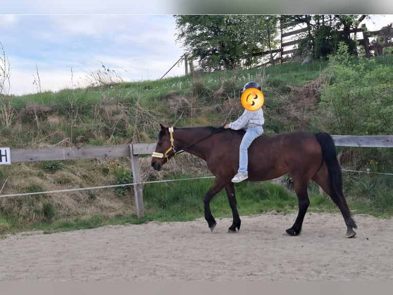 Meer warmbloeden Mix Merrie 19 Jaar 160 cm Bruin in Lasberg