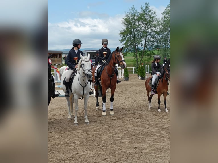 Meer warmbloeden Merrie 19 Jaar 160 cm Bruin in Strassburg