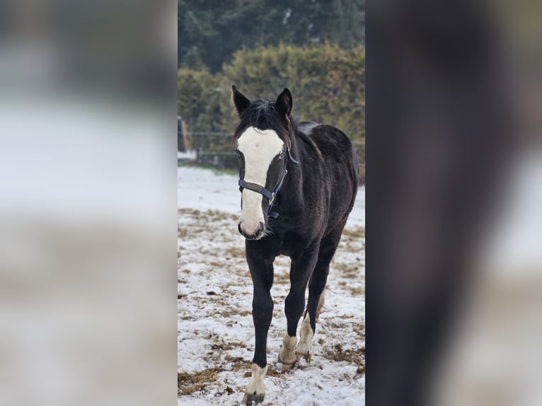 Meer warmbloeden Mix Merrie 1 Jaar 158 cm Zwart in Wolfsburg