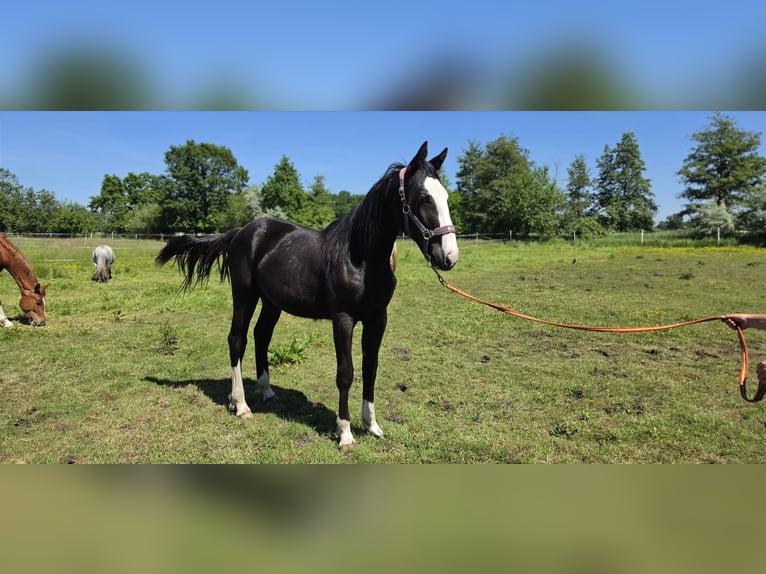 Meer warmbloeden Mix Merrie 1 Jaar 158 cm Zwart in Wolfsburg