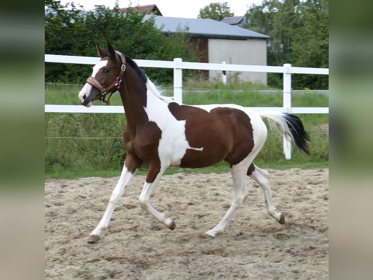 Meer warmbloeden Merrie 1 Jaar 166 cm Gevlekt-paard in Borgentreich