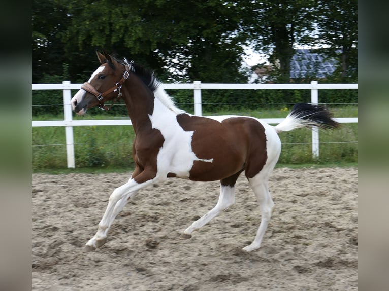 Meer warmbloeden Merrie 1 Jaar 166 cm Gevlekt-paard in Borgentreich