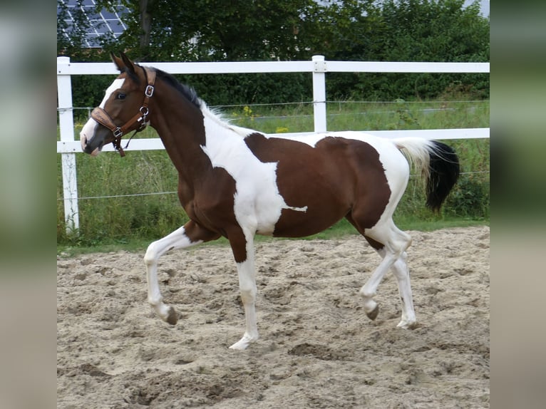 Meer warmbloeden Merrie 1 Jaar 166 cm Gevlekt-paard in Borgentreich