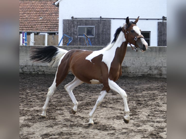 Meer warmbloeden Merrie 1 Jaar 166 cm Gevlekt-paard in Borgentreich