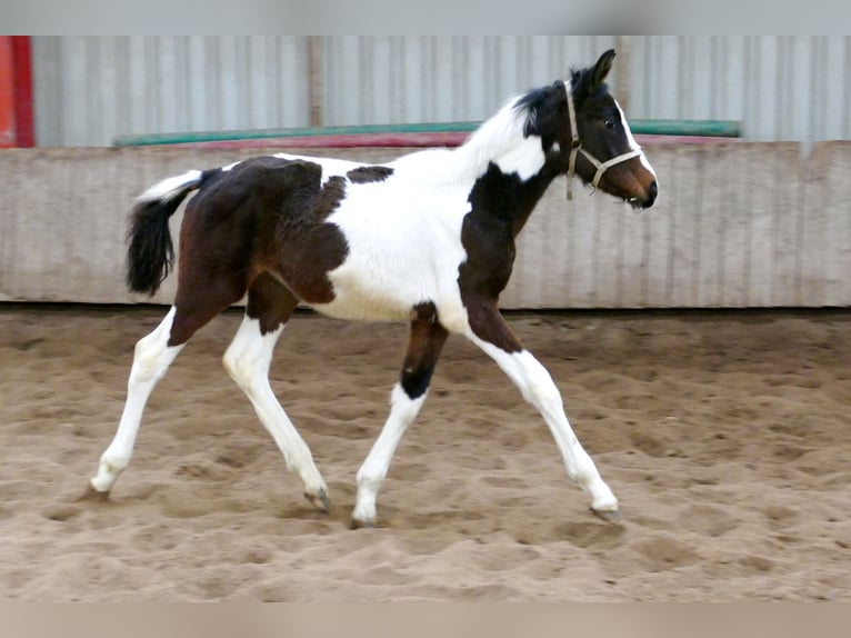 Meer warmbloeden Merrie 1 Jaar 168 cm Gevlekt-paard in Borgentreich