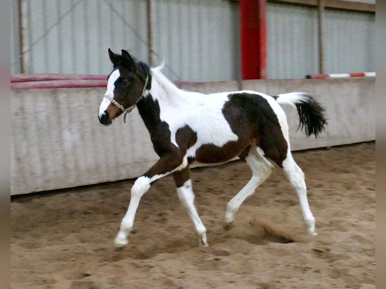 Meer warmbloeden Merrie 1 Jaar 168 cm Gevlekt-paard in Borgentreich