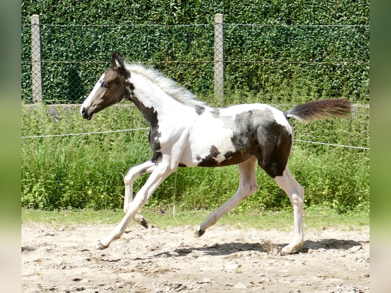 Meer warmbloeden Merrie 1 Jaar 168 cm Gevlekt-paard in Borgentreich