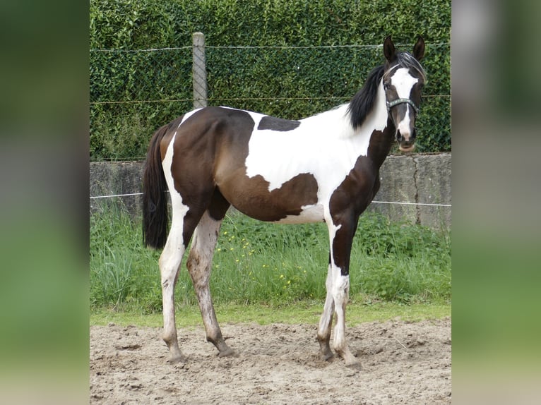 Meer warmbloeden Merrie 1 Jaar 170 cm Gevlekt-paard in Borgentreich