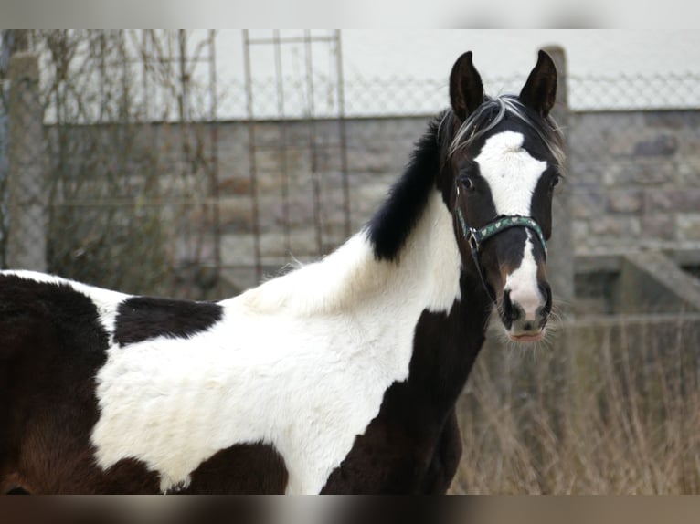 Meer warmbloeden Merrie 1 Jaar 170 cm Gevlekt-paard in Borgentreich