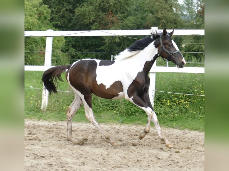 Meer warmbloeden Merrie 1 Jaar 170 cm Gevlekt-paard in Borgentreich