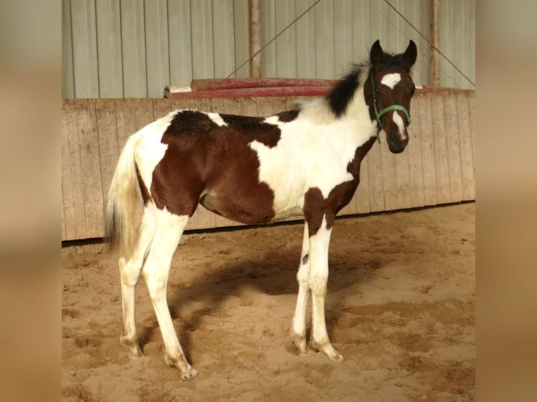 Meer warmbloeden Merrie 1 Jaar 170 cm Gevlekt-paard in Borgentreich