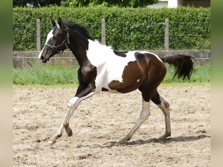 Meer warmbloeden Merrie 1 Jaar 170 cm Gevlekt-paard in Borgentreich