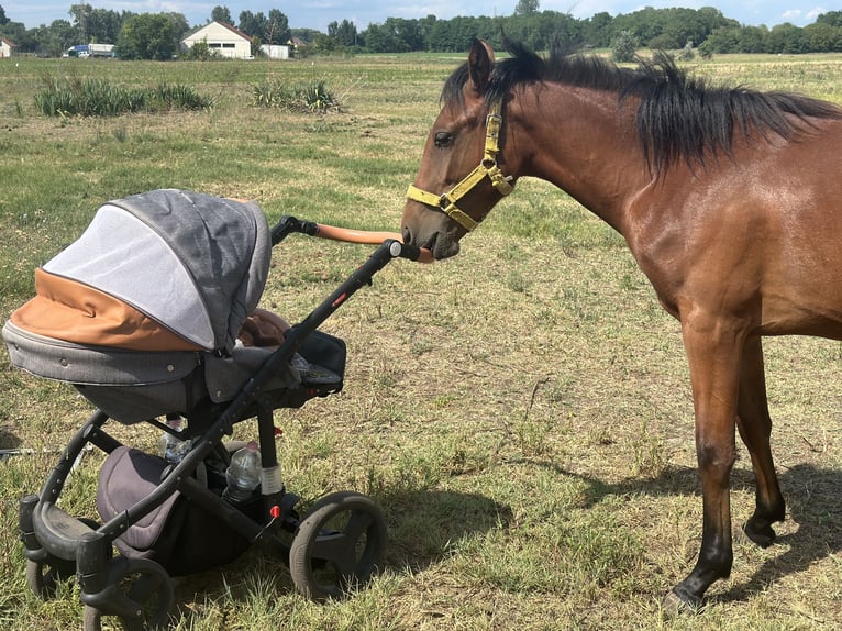 Meer warmbloeden Mix Merrie 1 Jaar 170 cm Roodbruin in Kiskunhalas