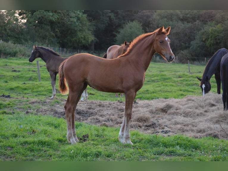 Meer warmbloeden Merrie 1 Jaar in Banbury