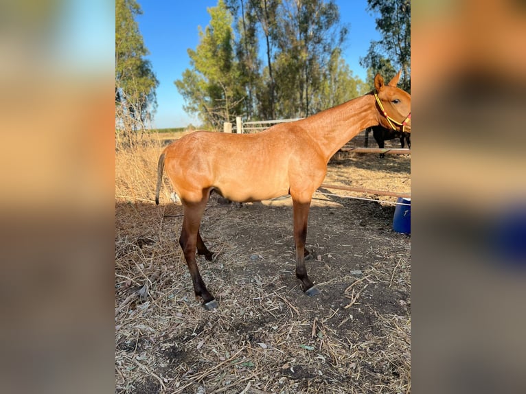 Meer warmbloeden Merrie 1 Jaar Roan-Red in Alcala Del Rio