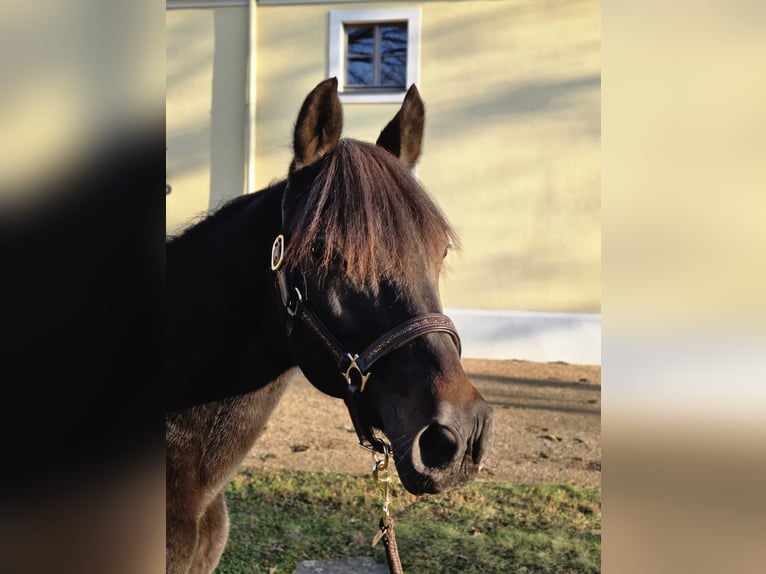 Meer warmbloeden Mix Merrie 20 Jaar 146 cm Zwartbruin in Herzberg