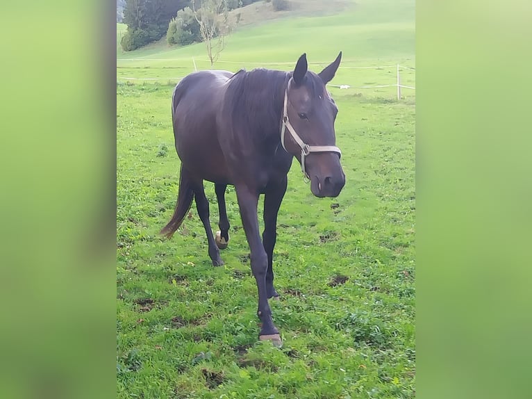 Meer warmbloeden Merrie 20 Jaar 157 cm Zwart in Molln