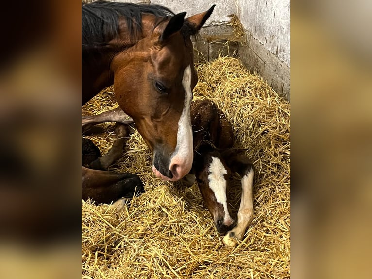 Meer warmbloeden Merrie 20 Jaar 160 cm Bruin in Strassburg