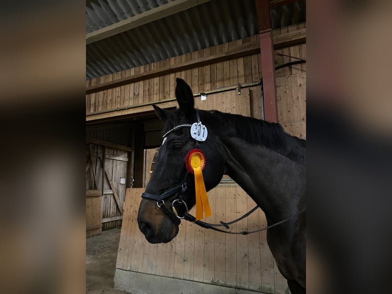 Meer warmbloeden Merrie 20 Jaar 168 cm Zwartbruin in Lindewitt