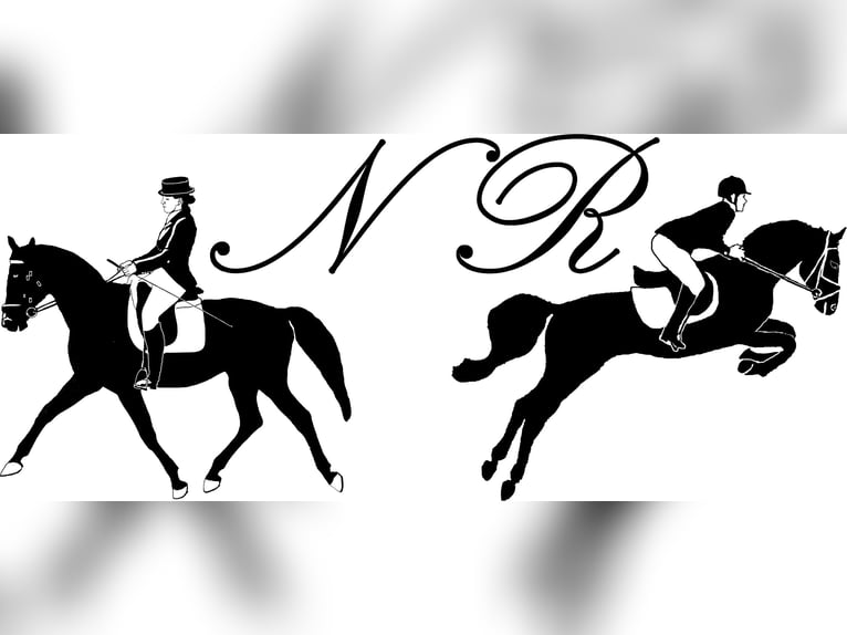 Meer warmbloeden Merrie 20 Jaar Bruin in Götzendorf