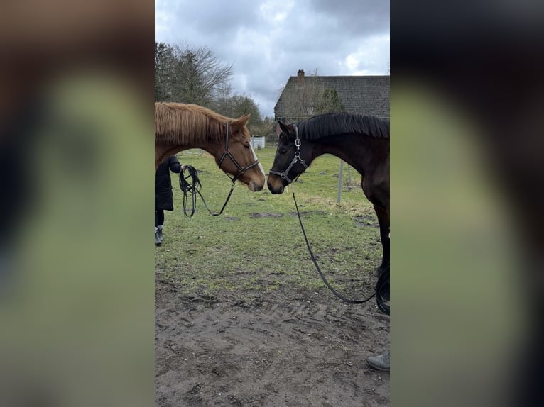 Meer warmbloeden Merrie 21 Jaar 171 cm Bruin in Nortorf