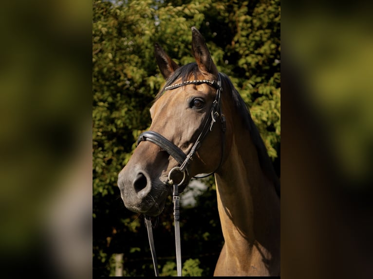 Meer warmbloeden Merrie 21 Jaar 171 cm Bruin in Nortorf