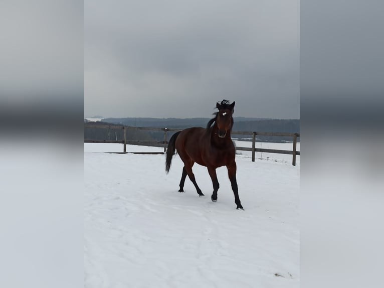 Meer warmbloeden Mix Merrie 24 Jaar 163 cm Bruin in Thedinghausen