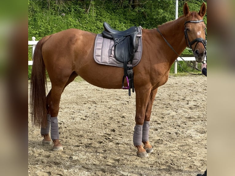 Meer warmbloeden Merrie 24 Jaar Vos in Gro&#xDF;gmain