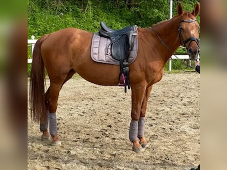 Meer warmbloeden Merrie 25 Jaar Vos in Großgmain