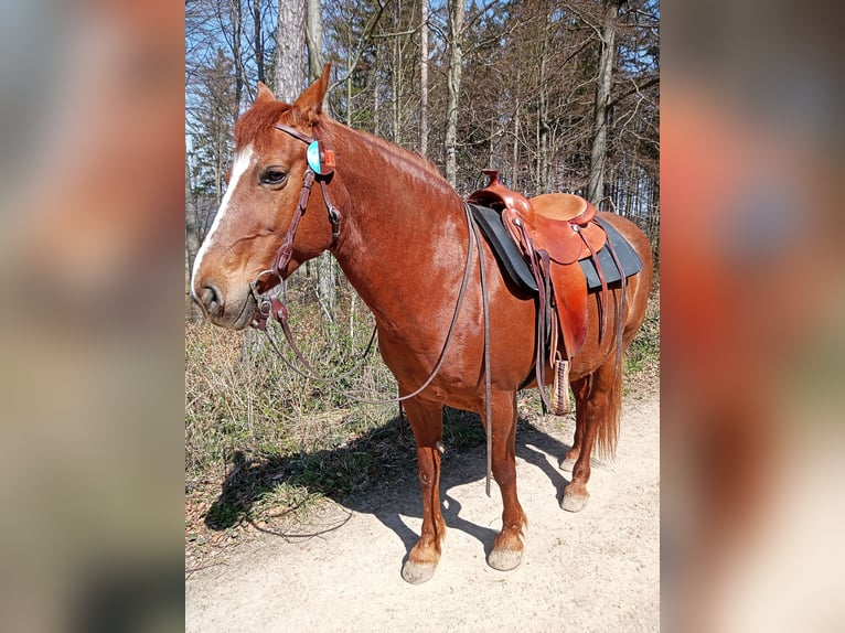 Meer warmbloeden Merrie 27 Jaar 158 cm Vos in Baden
