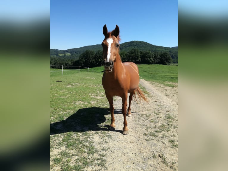 Meer warmbloeden Merrie 28 Jaar 158 cm Vos in Heiligenkreuz