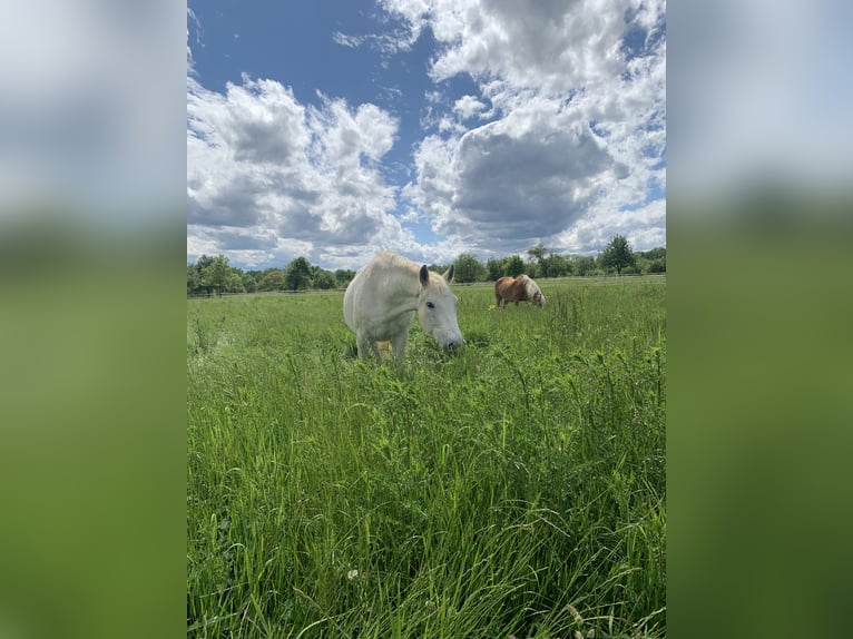 Meer warmbloeden Merrie 29 Jaar 158 cm Schimmel in Aichtal