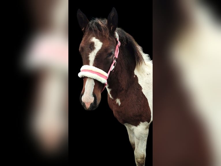 Meer warmbloeden Mix Merrie 2 Jaar 140 cm Gevlekt-paard in Dwingeloo