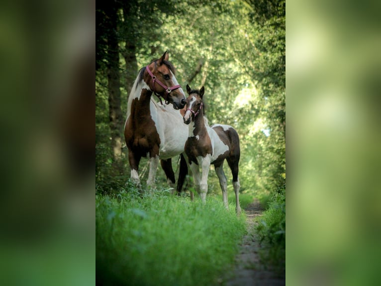 Meer warmbloeden Mix Merrie 2 Jaar 140 cm Gevlekt-paard in Dwingeloo