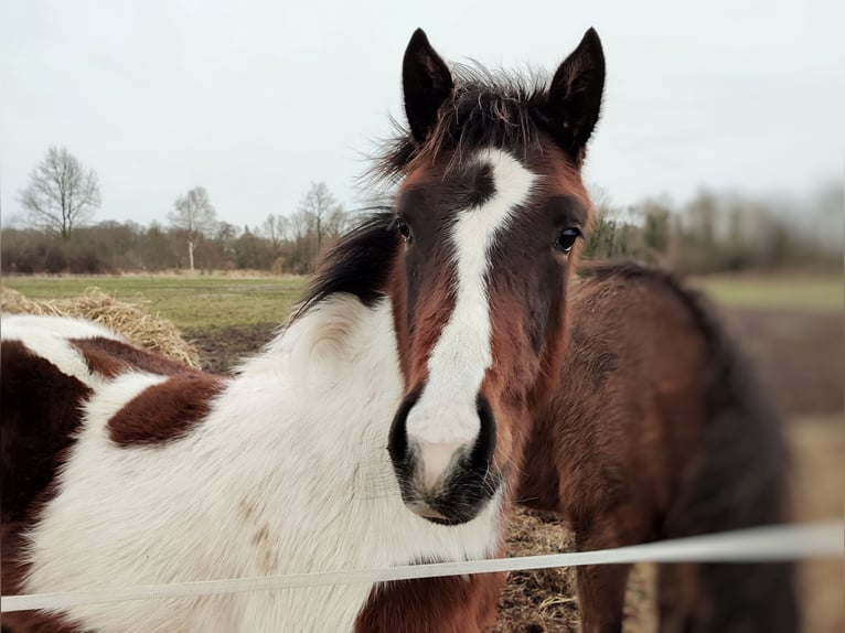 Meer warmbloeden Mix Merrie 2 Jaar 140 cm Gevlekt-paard in Dwingeloo