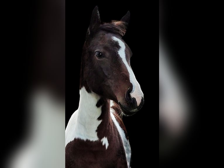 Meer warmbloeden Mix Merrie 2 Jaar 140 cm Gevlekt-paard in Dwingeloo