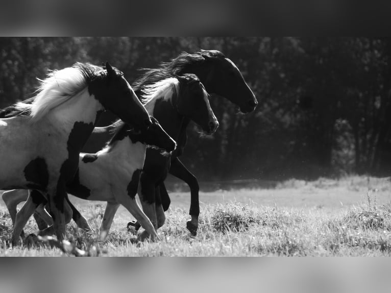 Meer warmbloeden Mix Merrie 2 Jaar 140 cm Gevlekt-paard in Dwingeloo