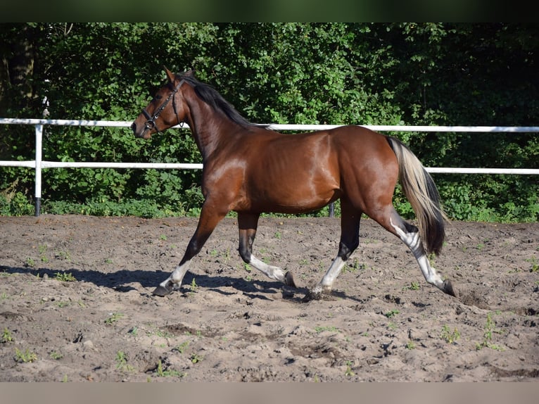 Meer warmbloeden Merrie 2 Jaar 153 cm Gevlekt-paard in Che&#x142;mno