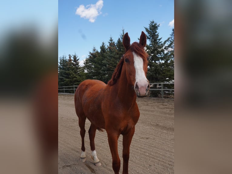 Meer warmbloeden Merrie 2 Jaar 154 cm Donkere-vos in Red deer