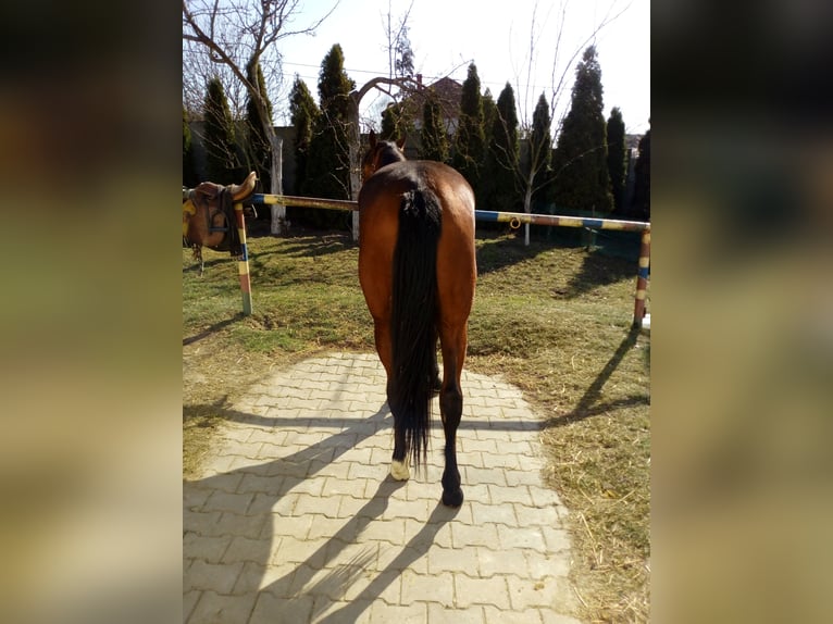 Meer warmbloeden Merrie 2 Jaar 155 cm Bruin in Pińczów