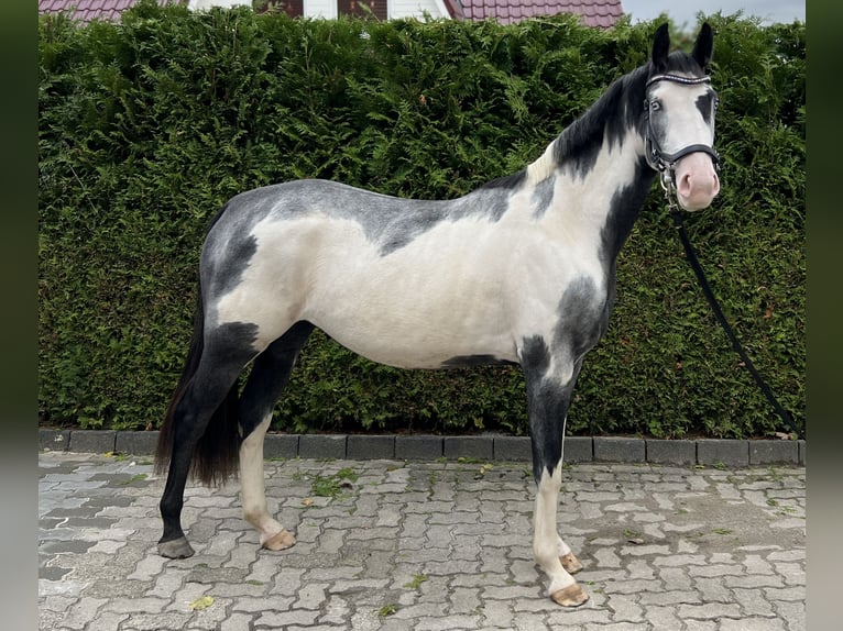 Meer warmbloeden Mix Merrie 2 Jaar 158 cm Gevlekt-paard in Seesen