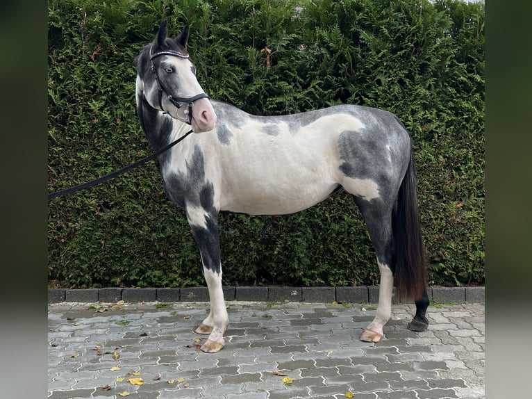 Meer warmbloeden Mix Merrie 2 Jaar 158 cm Gevlekt-paard in Seesen